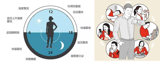 昼夜节律紊乱