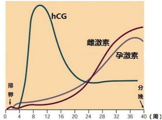 怀孕激素波动