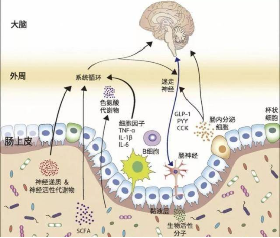 肠脑轴双向通讯网络示意图