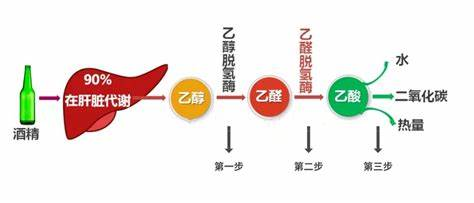 酒精代谢双酶作用机制