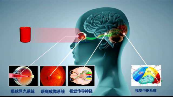 人类视觉