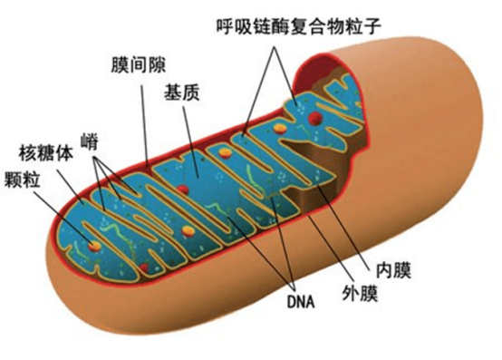 线粒体电镜图