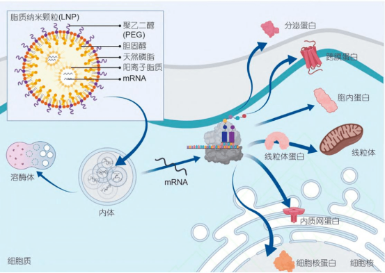 显微镜下基因载体注入神经细胞动态过程