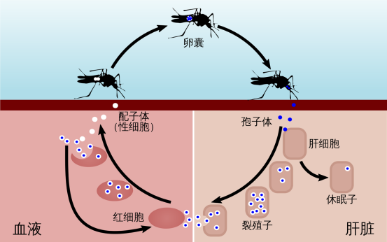 东南亚疟疾抗药性