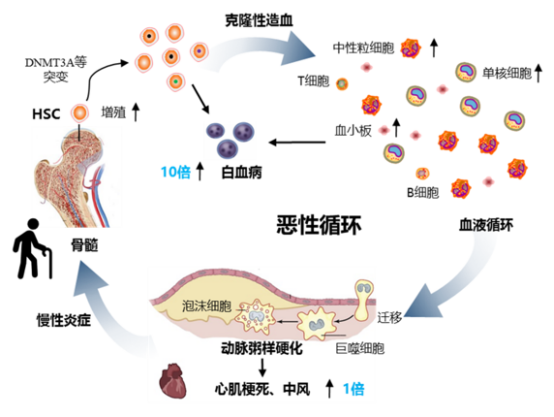 克隆性造血突变热图与伦理委员会表决场景