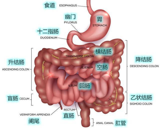 从胃到肠道的全面沦陷