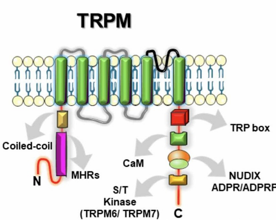 TRPM8——被诺奖点亮的“眼泪开关”‌