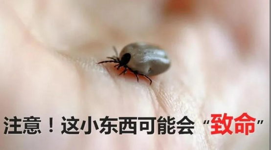 蜱虫叮咬：SFTS的主要传播途径