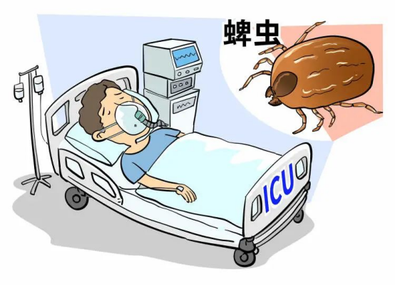 发热伴血小板减少综合征的预防措施