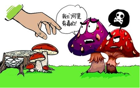 毒蘑菇中毒的临床特征与救治难点