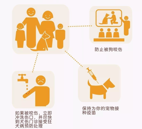 狂犬病暴露后的规范处置措施