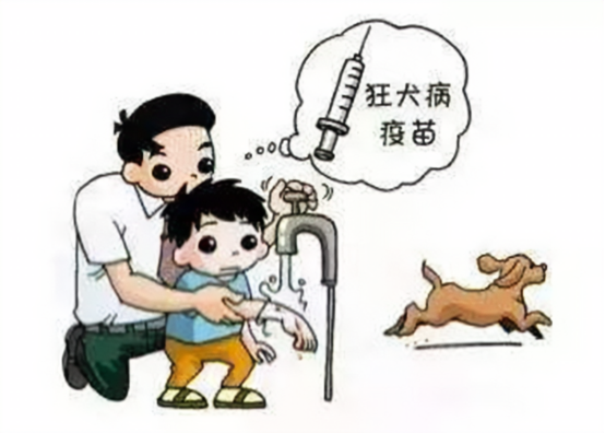 预防狂犬病暴露的措施