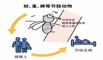 虫媒传染病（登革热、疟疾等）