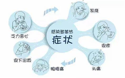 登革热疫情的成因分析