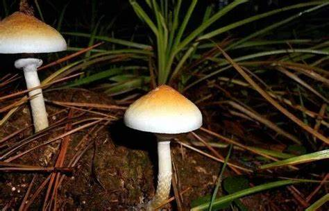 科学探索：裸盖菇素的作用机制与未来方向 