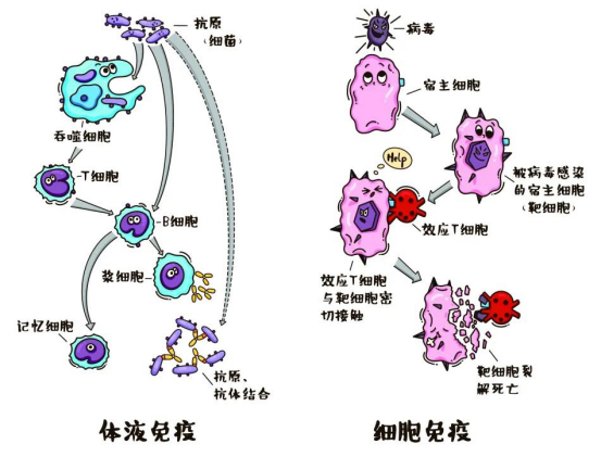 行业变革：从“被动扑杀”到“主动免疫”