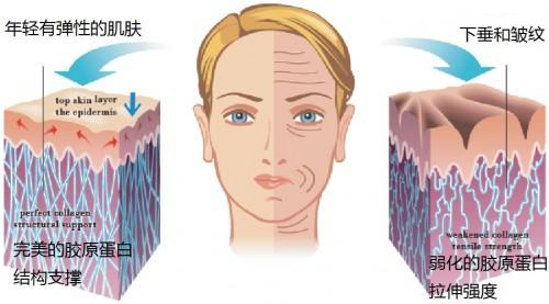 胶原蛋白饮功效的科学依据与争议