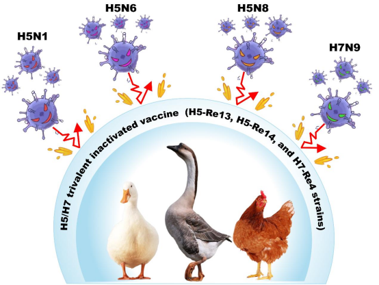 新型禽流感H5N1的人际传播风险
