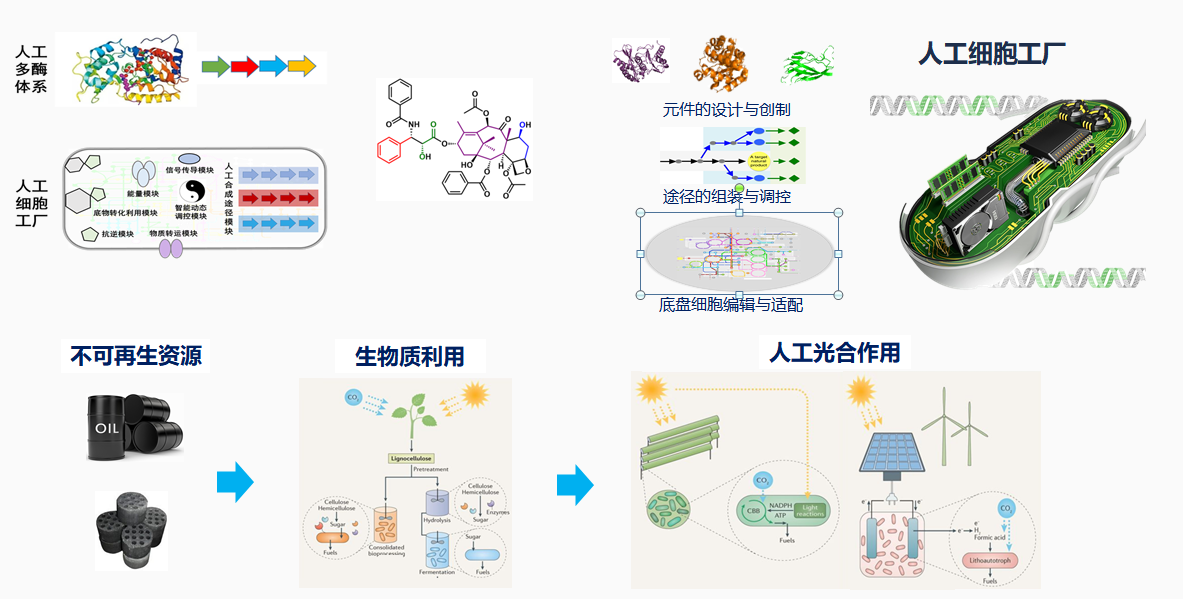 技术突破:从“生物模拟”到“功能重构”的跨越 技术突破:从“生物模拟”到“功能重构”的跨越