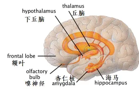 嗅觉：通往记忆的隐秘通道
