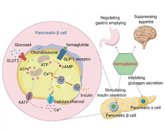 赛道爆发：从糖尿病到减重，GLP-1的“破圈”之路