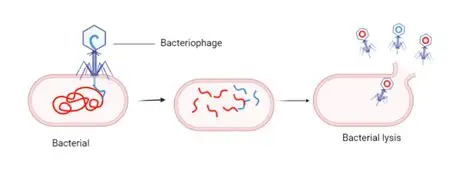 噬菌体：自然界的“细菌终结者”重生