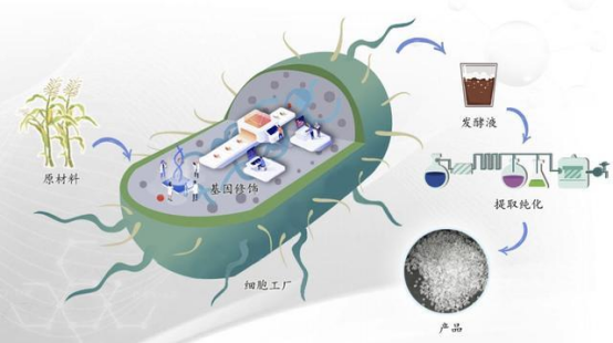 合成生物学:重构中药制造的“细胞工厂” 合成生物学:重构中药制造的“细胞工厂”
